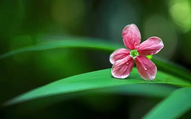 花花流水花怎么组词