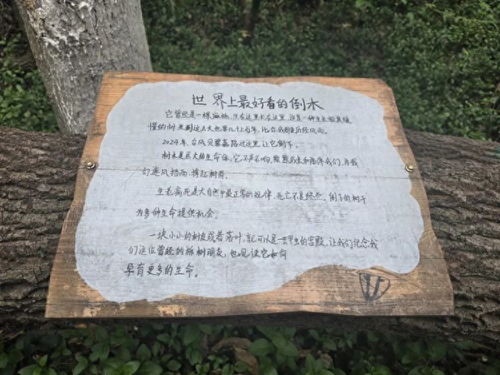 红山树的山怎么组词