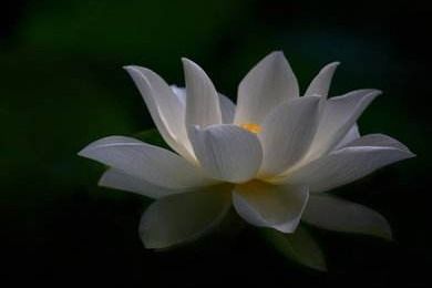 请问莲花的莲怎么组词