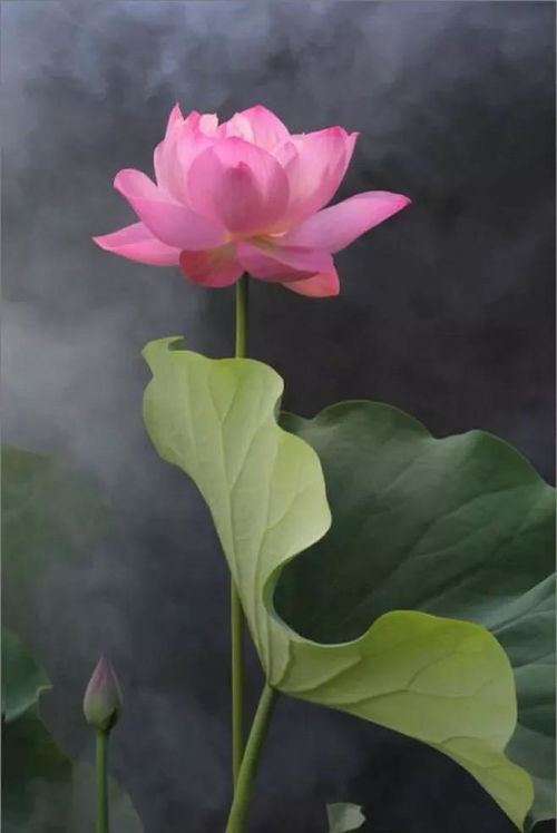 请问莲花的莲怎么组词