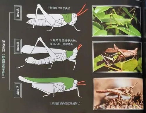 蚂蚱的蚱怎么组词 蚂蚱的蚱怎么组词