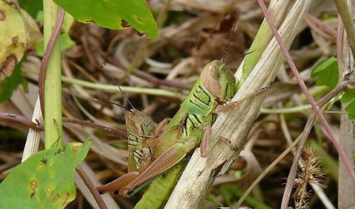 很稀有的蚂蚱怎么组词 很稀有的蚂蚱怎么组词