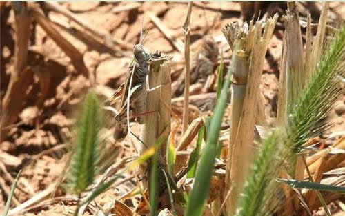 很稀有的蚂蚱怎么组词 很稀有的蚂蚱怎么组词