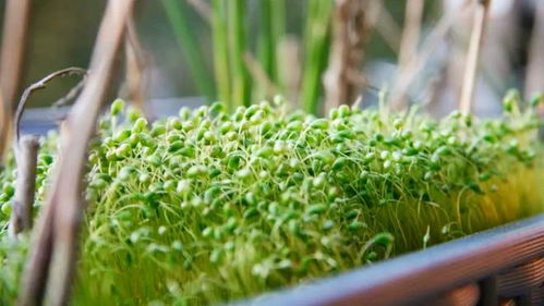 不带草字头的怎么组词