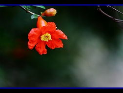 花的种怎么组词