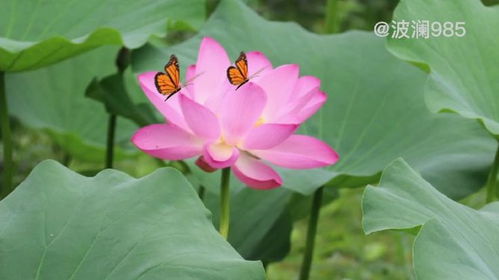 小度荷花的荷怎么组词