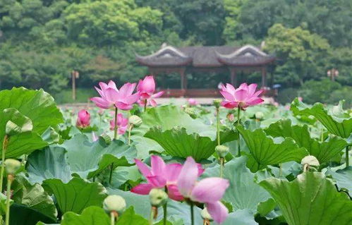 小度荷花的荷怎么组词