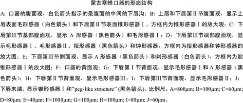 知了的知组词