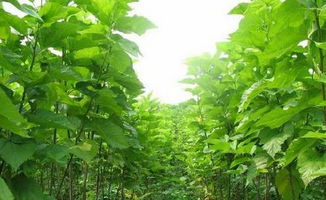 桑树桑怎么组词