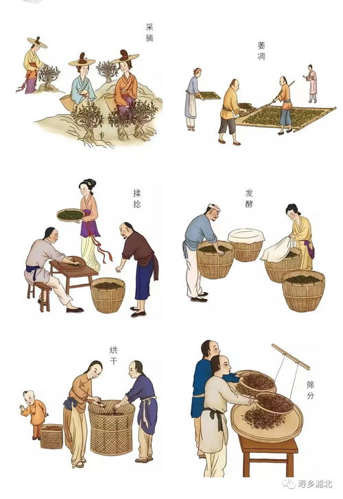 茶怎么组词