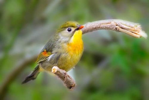 罗字怎么写呀怎么组词