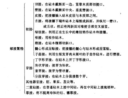繁殖的繁怎么组词