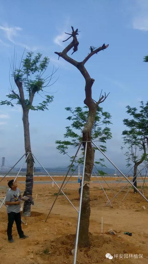 栽树的栽怎么组词儿