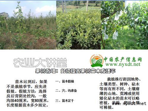 栽树的栽怎么组词儿