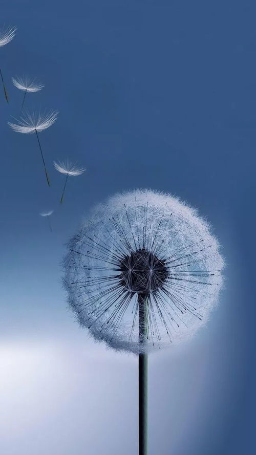 蒲公英的蒲怎么组词?