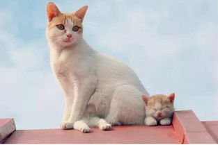 猫怎么组词呀