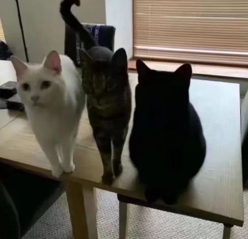 猫怎么组词呀