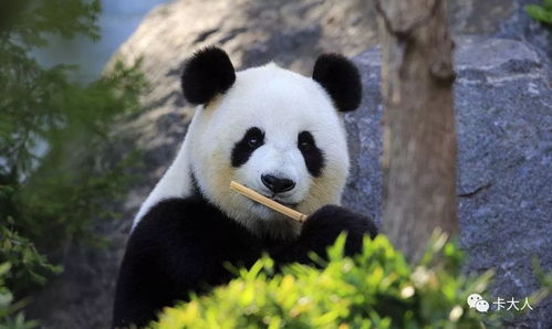 熊猫凶猛的胸怎么组词
