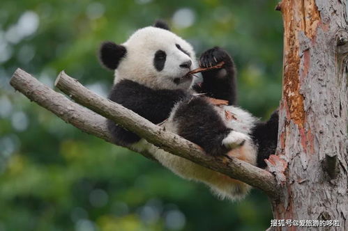 熊猫凶猛的胸怎么组词
