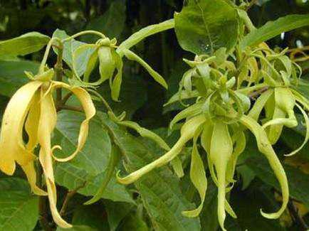 莲叶的怎么组词