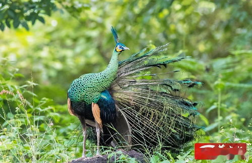 孔雀的孔怎么组词