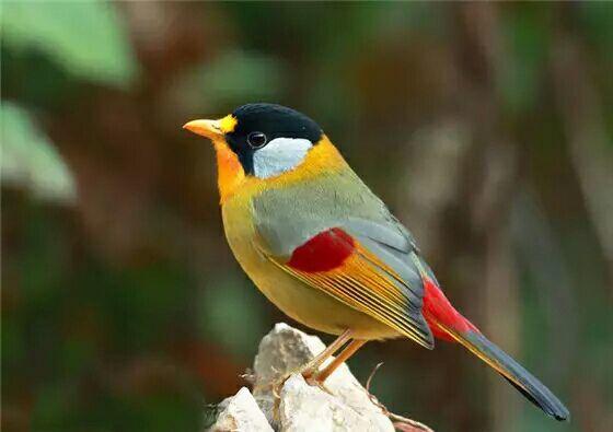 孔雀的孔怎么组词