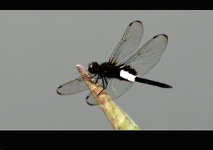 蜻蜓的蜻怎么组组词