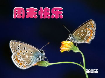 蝴蝶的蝶用怎么组词