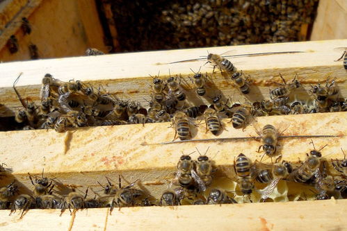 蟋蟀的蟋怎么组词