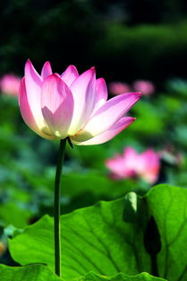 荷花可以怎么组词呢 荷花可以怎么组词呢