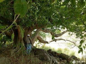 卵石的峦怎么组词 卵石的峦怎么组词