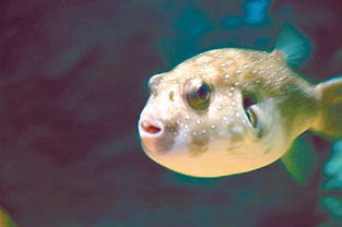 河豚的屯可以怎么组词