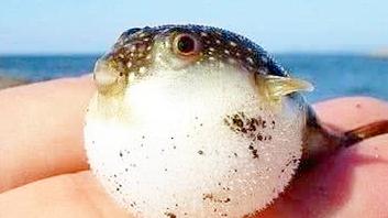 河豚的屯可以怎么组词