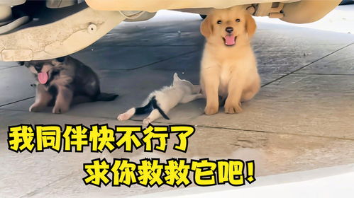 小度狗狗怎么组词的