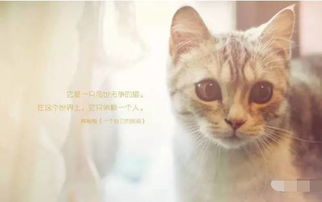 感冒了猫怎么组词啊