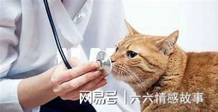 感冒了猫怎么组词啊