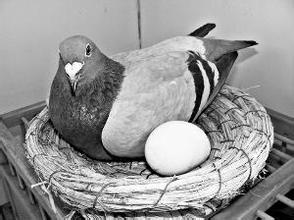 鸽子的格格怎么组词