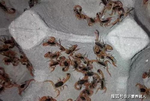 蝎子是怎么组词