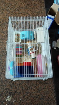 仓鼠笼子怎么组词啊