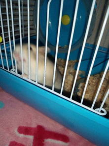 仓鼠笼子怎么组词啊