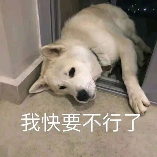 买包的买怎么组词 买包的买怎么组词