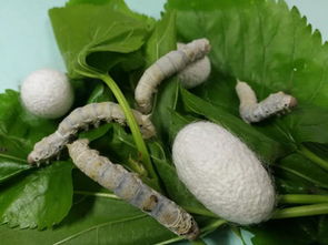 继续蚕宝宝可以怎么组词 继续蚕宝宝可以怎么组词