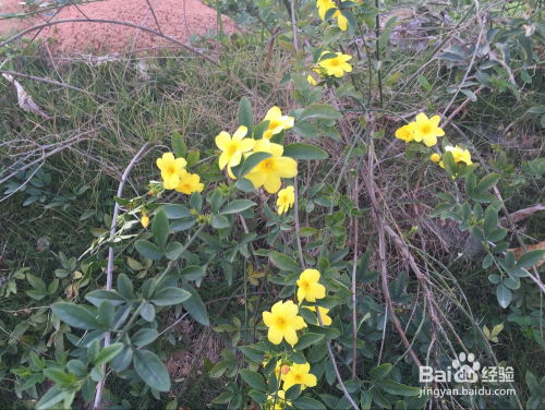 迎春花可以怎么组词