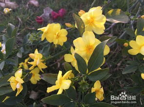 迎春花可以怎么组词