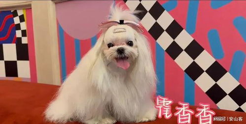 狗的家怎么组词呀