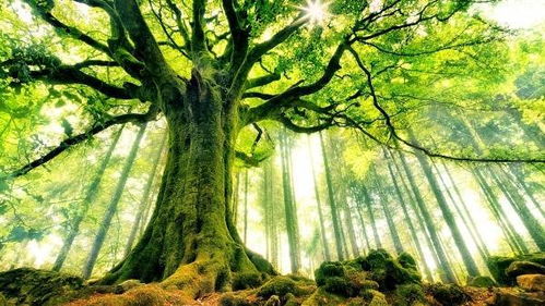 眼根树()怎么组词