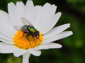 是虫子的虫怎么组词