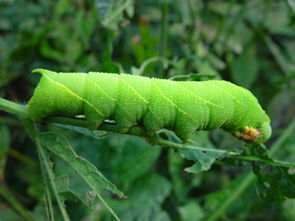 是虫子的虫怎么组词