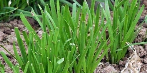 韭菜怎么组词储藏好