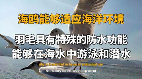 海鸥的讴还能怎么组词 海鸥的讴还能怎么组词